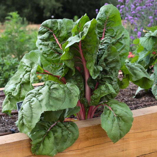 'Bright Lights' Swiss Chard Plants Vegetables