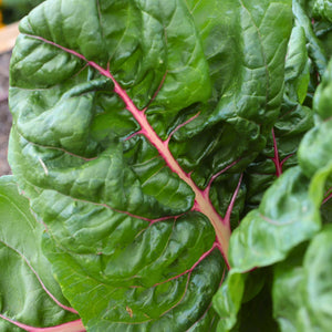 'Bright Lights' Swiss Chard Plants Vegetables