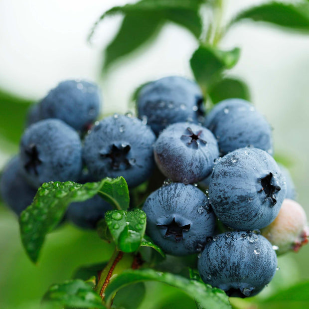 'Brigitta' Blueberry Bush Soft Fruit