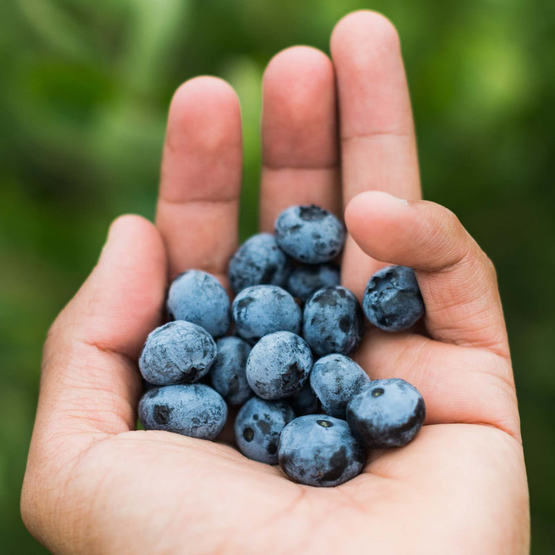 'Brigitta' Blueberry Bush Soft Fruit