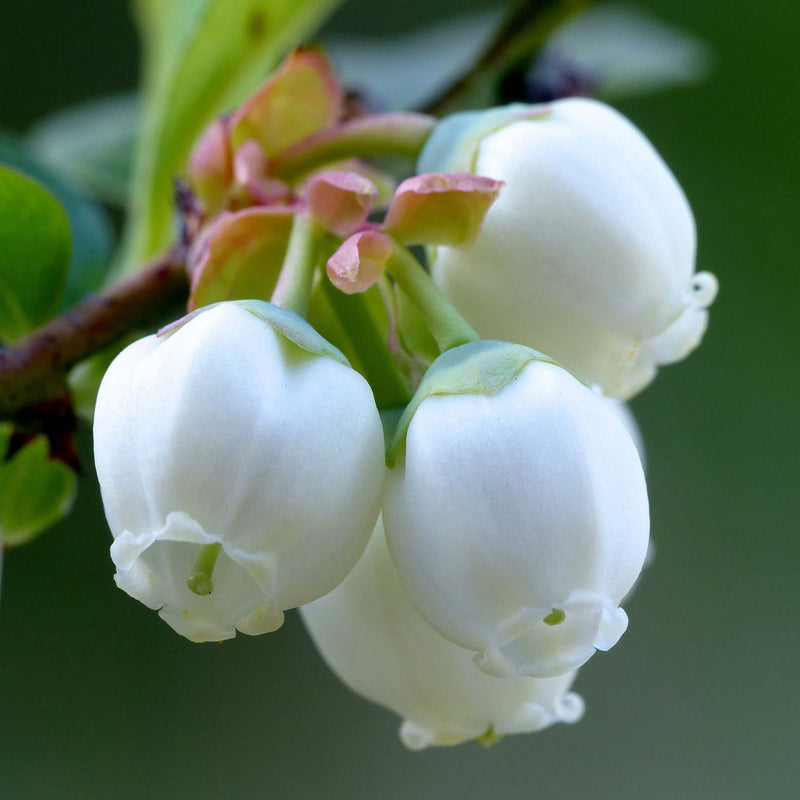 'Brigitta' Blueberry Bush Soft Fruit