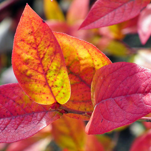 'Brigitta' Blueberry Bush Soft Fruit