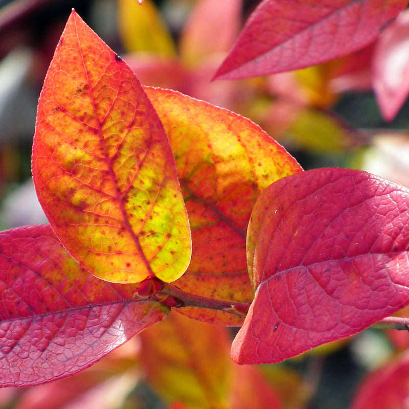 'Brigitta' Blueberry Bush Soft Fruit