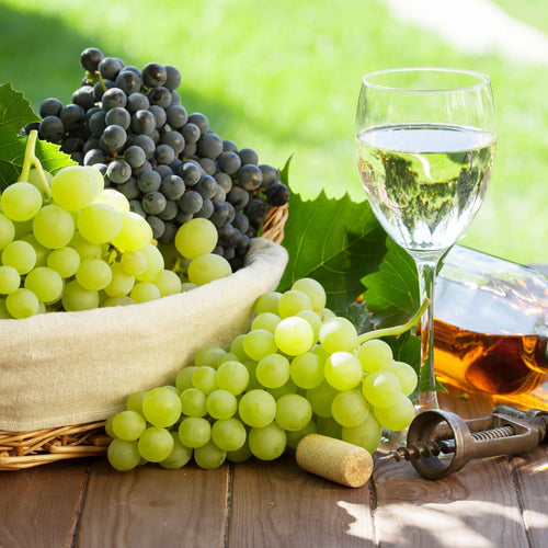 British Winemaking Grape Vines Collection Soft Fruit