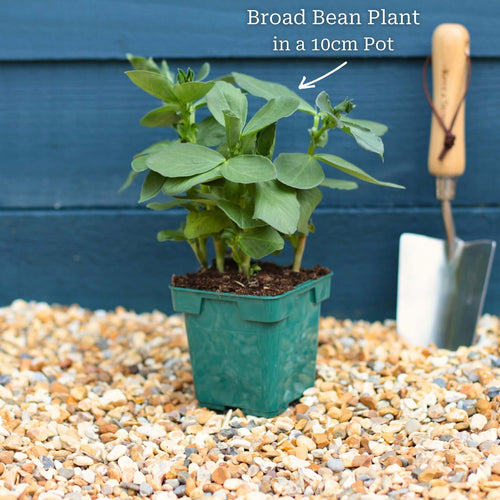 Broad Bean Plant 'The Sutton' Vegetables