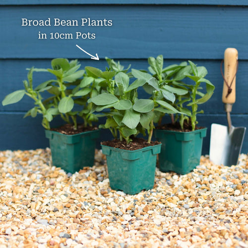 Broad Bean Plant 'The Sutton' Vegetables
