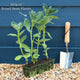 Broad Bean Plant 'The Sutton' Vegetables