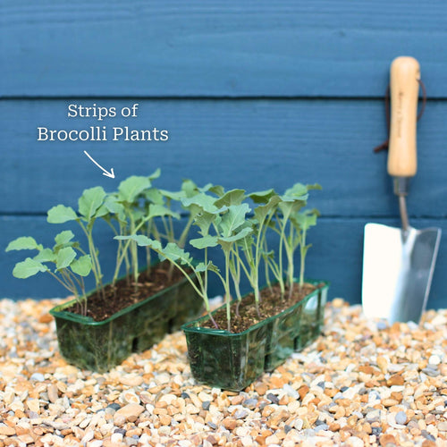 Purple Sprouting Broccoli Plants Vegetables