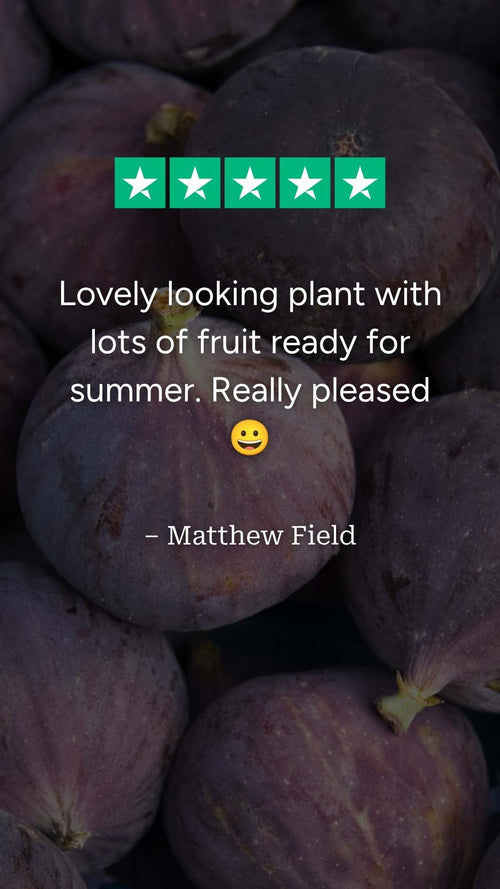 What do our customers think of their 'Brown Turkey' fig trees?