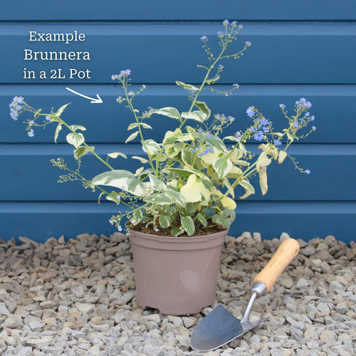 Brunnera 'Jack Frost' Perennial Bedding