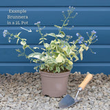 Brunnera 'Jack Frost' Perennial Bedding