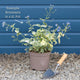 Brunnera 'Jack Frost' Perennial Bedding