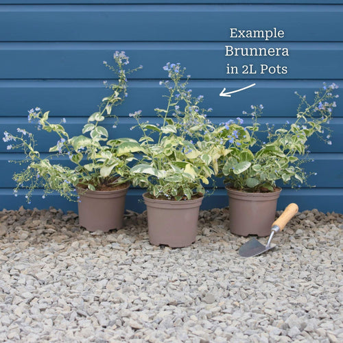 Brunnera 'Jack Frost' Perennial Bedding