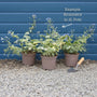Brunnera 'Jack Frost' Perennial Bedding