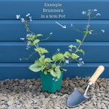 Brunnera 'Variegata' Perennial Bedding