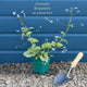 Brunnera 'Variegata' Perennial Bedding