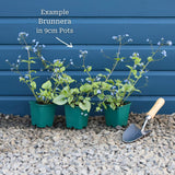 Brunnera 'Variegata' Perennial Bedding