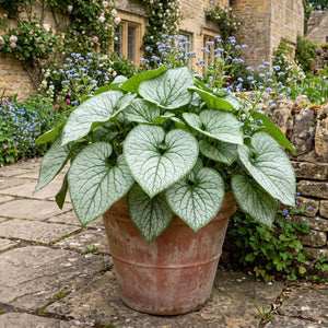 Brunnera 'Alexanders Great' Perennial Bedding
