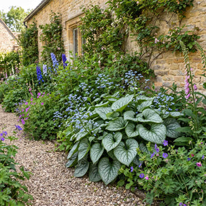 Brunnera 'Alexanders Great' Perennial Bedding