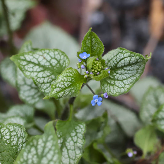 Brunnera 'Jack Frost' Perennial Bedding
