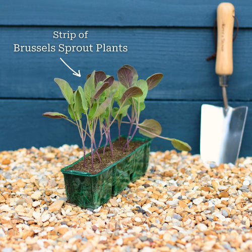 'Brilliant F1' Brussels Sprout Plants Vegetables