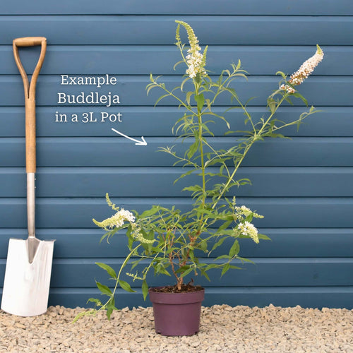 Buddleja davidii 'Black Knight' | Butterfly Bush Shrubs