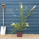 Buddleja davidii 'Black Knight' | Butterfly Bush Shrubs