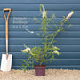 Buddleja davidii 'Black Knight' | Butterfly Bush Shrubs