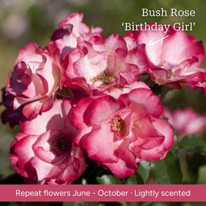 The Rose Gift Shrubs