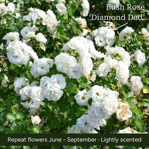 The Rose Gift Shrubs