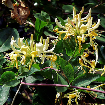 European Honeysuckle | Lonicera periclymenum 'G.S. Thomas' Climbing Plants