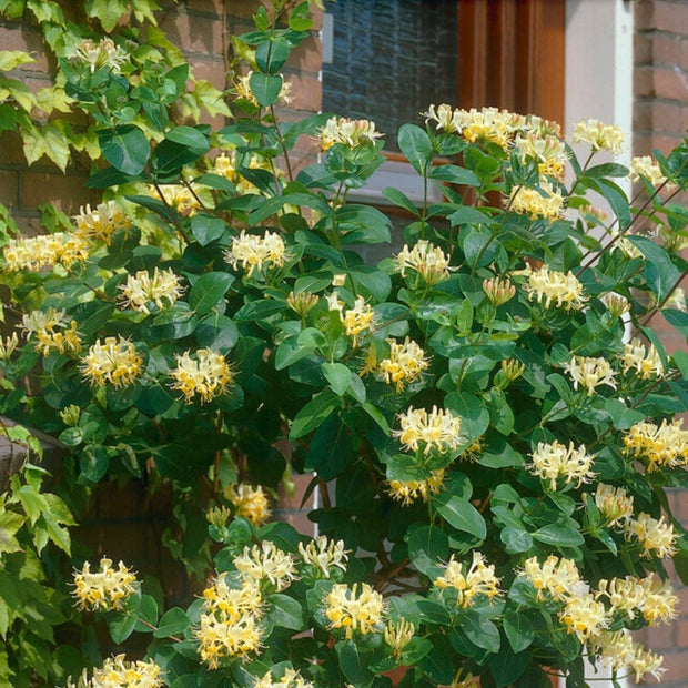 European Honeysuckle | Lonicera periclymenum 'G.S. Thomas' Climbing Plants