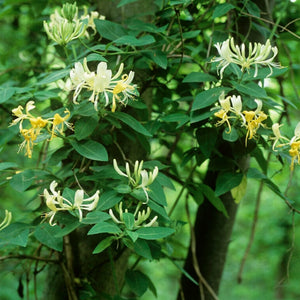 European Honeysuckle | Lonicera periclymenum 'G.S. Thomas' Climbing Plants