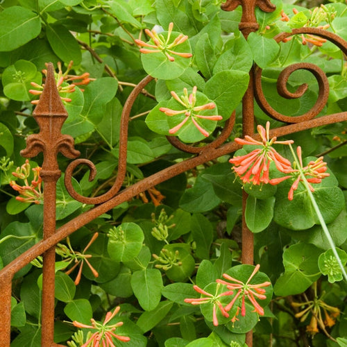Scarlet Trumpet Honeysuckle | Lonicera x brownii 'Dropmore Scarlet' Climbing Plants