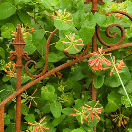 Scarlet Trumpet Honeysuckle | Lonicera x brownii 'Dropmore Scarlet' Climbing Plants