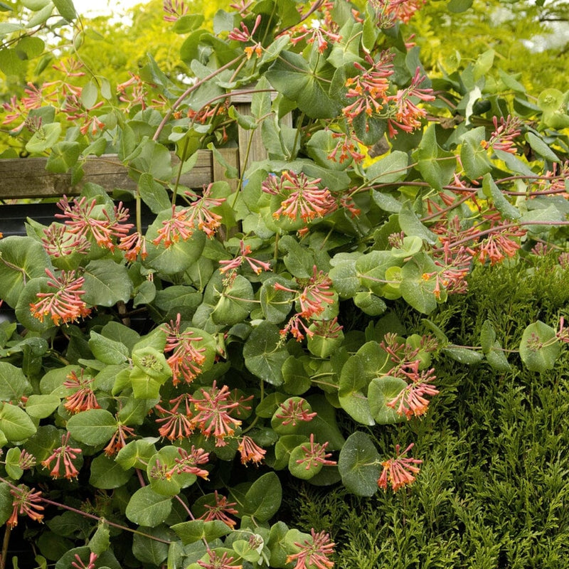 Scarlet Trumpet Honeysuckle | Lonicera x brownii 'Dropmore Scarlet' Climbing Plants