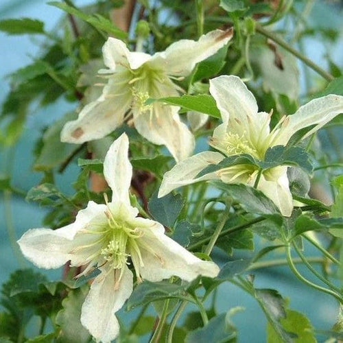 Clematis cirrhosa 'Ourika Valley' Climbing Plants