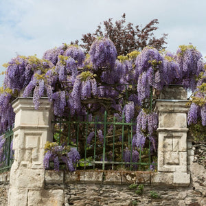 Chinese Wisteria | Wisteria sinensis Climbing Plants