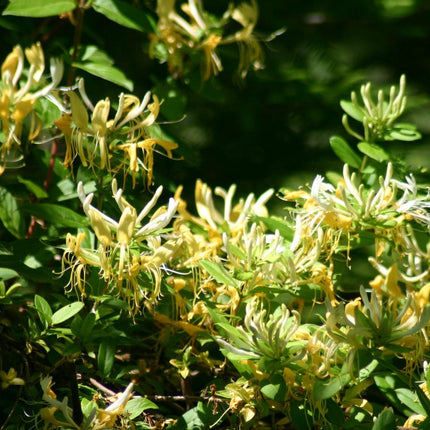 Japanese Honeysuckle | Lonicera Japonica Climbing Plants
