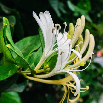 Japanese Honeysuckle | Lonicera Japonica Climbing Plants