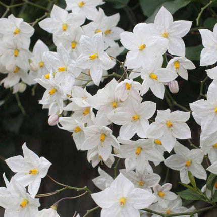 'Album' White Potato Vine | Solanum laxum Climbing Plants