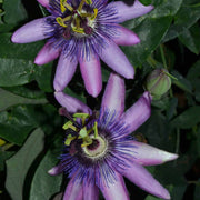 Purple Passion Flower | Passiflora 'Purple Haze' Climbing Plants
