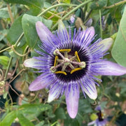 Purple Passion Flower | Passiflora 'Damsel's Delight' Climbing Plants