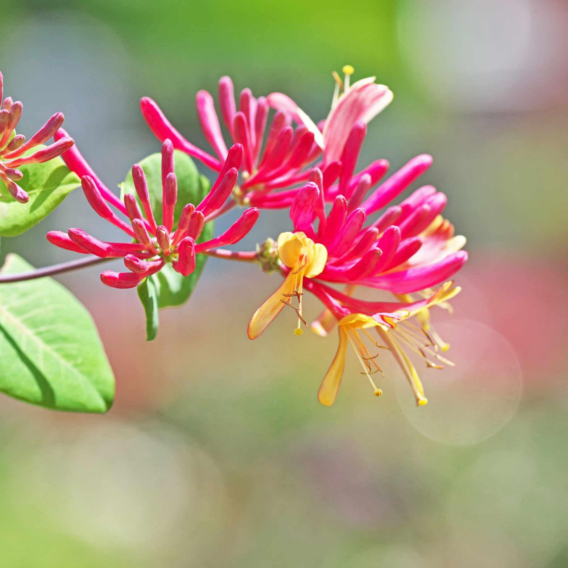 'Dart's World' Japanese Honeysuckle | Lonicera japonica