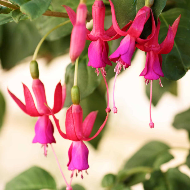 Climbing Fuchsia 'Pink Fizz' Climbing Plants