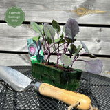 'Mastergreen' Spring Cabbage Plants Vegetables