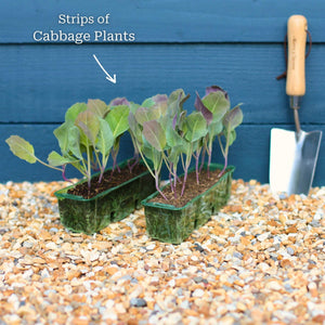 'Mastergreen' Spring Cabbage Plants Vegetables