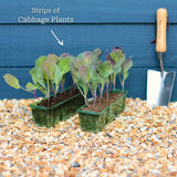 'Mastergreen' Spring Cabbage Plants Vegetables