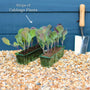 'Mastergreen' Spring Cabbage Plants Vegetables