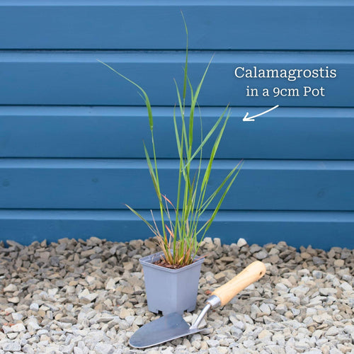 Calamagrostis × acutiflora 'Karl Foerster' Perennial Bedding